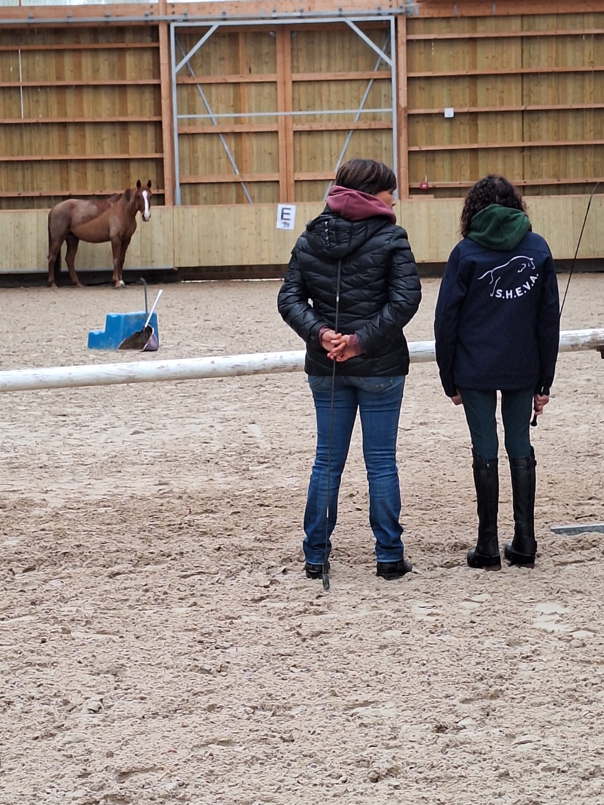 Séance d'équicoaching à la SHEVA